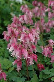 Stroll through a diverse garden and you may encounter beautiful pink, yellow, red or white bleeding hearts that look like teardrops. Luxuriant Bleeding Heart Dicentra Luxuriant At Gertens Bleeding Heart Bleeding Heart Plant Beautiful Flowers