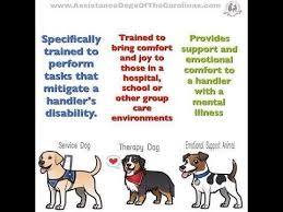 There are a few similarities between the two categories. Emotional Support Animals Service Animals And Therapy Animal Youtube