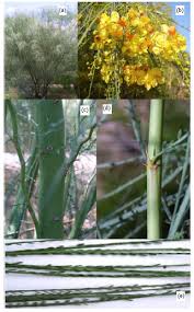 Common names include palo verde, mexican palo verde, parkinsonia, jerusalem thorn, jelly bean tree, palo de rayo, and retama. Parkinsonia Aculeata A Phytopharmacological Review Scialert Responsive Version