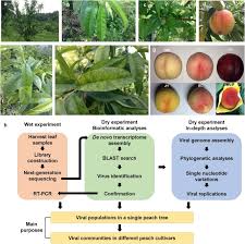 Against angptl3 in dyslipidemic mice and against angptl3 in healthy human . Peach Rna Viromes In Six Different Peach Cultivars Scientific Reports