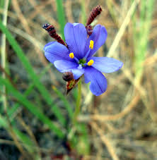 Image result for Eragrostis aethiopica