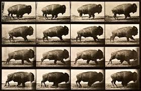 Printcollection Buffalo Running Animal Locomotion Plate 700 Eadweard Muybridge Animal Drawings Animals