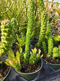 Image result for Monadenium discoideum