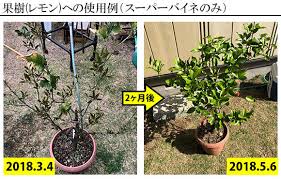 みかん 蜜柑 への肥料のやり方 時期について