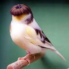 1 gloster canary and 1 fife canary. 20 Canaries Ideas Canary Birds Canary Pet Birds