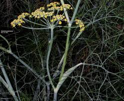 Image result for Anethum