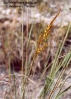 Image result for Sorghastrum stipoides