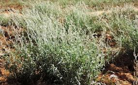 Image result for Aerva