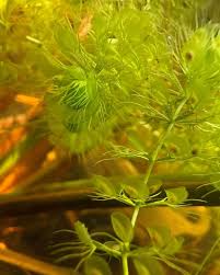 Image result for Aldrovanda vesiculosa