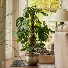 Monstera Deliciosa And Silver Plated Brass Etched Bowl
