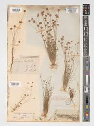 Image result for Bulbostylis trabeculata