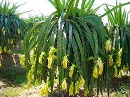 Yellow Pitaya Seed Dragon Fruit Amarilla Hylocereus Tropical Perennial Cactus Nutritious Un Dragon Fruit Plant Yellow Dragon Fruit How To Grow Dragon Fruit