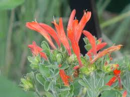 Image result for Dicliptera quintasii