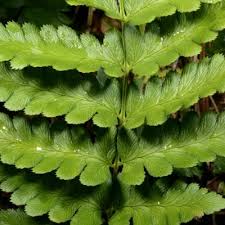 Image result for Dryopteris athamantica