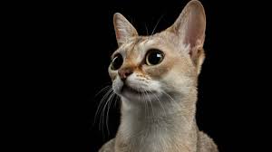 Singapura katzen mit mehr als 2,5 kilogramm sollten von diesen problemen nicht betroffen sein. Kleine Katzenrassen Katzenwelt Net