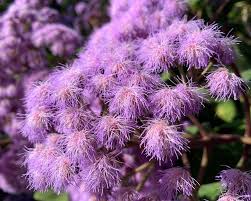 Image result for Bartlettina