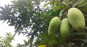 Penyebab batuk kering tidak hanya asma, tenyata disebabkan penyakit ringan hingga berbayaha. Jangan Dibuang Ini Manfaat Daun Mangga Untuk Kesehatan