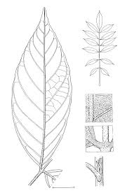 Image result for Markhamia tomentosa