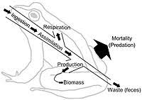 Energy Flow Ecology Wikipedia