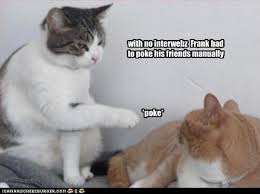Image result for lolcats