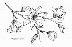 Black And White Illustration Png Magnolia Flower Drawing Illustration Black And White With Line Art On White Backgrounds Royalt Flower Drawing Black And White Drawing Flower Drawing Design
