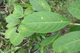 Image result for Sapium