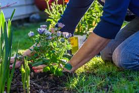 Some mulches are free, right in your own backyard; How And When To Mulch A Garden Kellogg Garden Organics
