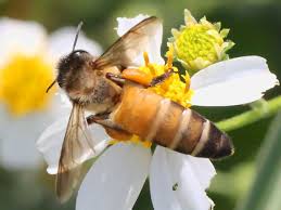 When bees forage for flowers, pollen is not usually a key target as nectar is. Apis Dorsata Wikipedia