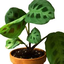 Image result for maranta