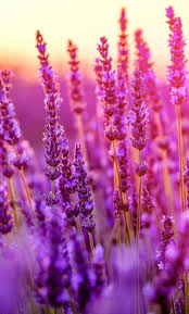 Duvar Kagidi 2020 Galaxy Wallpaper Soyut Cicek Resimleri Soyut Fotografcilik