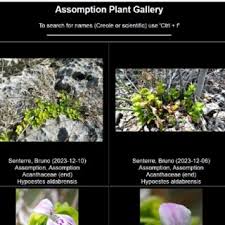 Image result for Erythroxylum platycladum