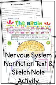 Nervous System Article And Sketch Note Activity Nervous System Activities Body Systems Middle School Human Body Systems