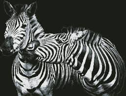 5.9in wide x 5.9in high (14.9cm wide x 14.9cm high) • 3 colours, dmc numbers given. Black And White Zebras Cross Stitch Pattern By Tereena Clarke Crosstitch Com