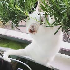 Robaczek W Lawendzie Lawenda Balkoning Balcony Weeklyfluff Caturday Catsofinstagram Cat Kot Instacat Greenpower Bia White Cats Cute Animals Kittens