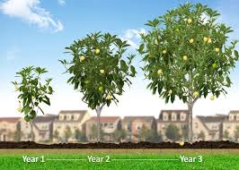 Pink Lady Apple Tree Lychee Tree Growing Tree Fast Growing Trees