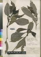 Image result for Psychotria peduncularis