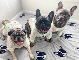 French bulldog puppies for sale in vancouver bc. 24 Cute Photos Of Vancouver Dogs That Will Melt Your Heart Vancouver Is Awesome