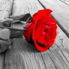 Sawiro jacaylka dhabta ah ka sheekaynaya u dir naftaada ama garabkaaga amaba jacaylkaaga. Ubax Iyo Jaceyl Home Facebook