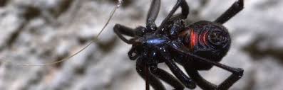 Facts on black widow spider identification, prevention, characteristics, and more. Black Widow Spider Spider Facts And Information