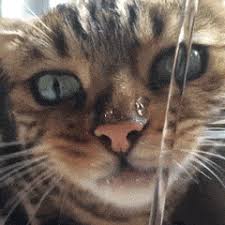 Https Encrypted Tbn0 Gstatic Com Images Q Tbn And9gcs59nm1g5w4oaaz1acncvfrtc0aaddw2e2hpw Usqp Cau