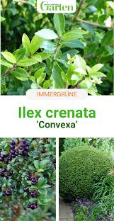 Japanische Stechpalme Convexa Der Loffel Ilex Pflanzen Immergrune Pflanzen Stechpalme