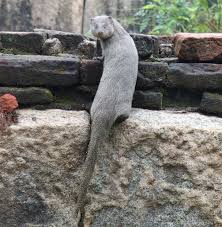 They also eat ground birds and their eggs, as well as fruits, berries, and roots. Indian Grey Mongoose Mammals Of Lumbini Area Inaturalist