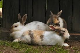 How To Raise Meat Pen Rabbits Ehow Rabbit Farm Raising Rabbits Rabbit