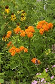 Image result for Asclepias aurea