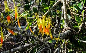 Image result for Erianthemum dregei