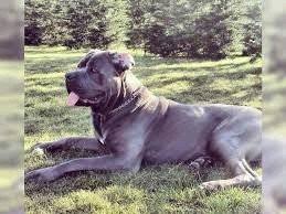 La palabra corso es bastante discutible según una versión puede cuidados del cane corso blue. Cane Corso Blue Line Steemit