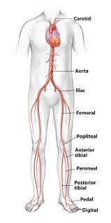 Diagram Of Vascular Leg Wiring Diagram Mega