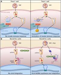 The innate immune response includes things that you may not even think of as being part of the immune system. Hiding In Plain Sight How Hiv Evades Innate Immune Responses Cell