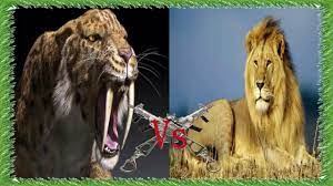 Today 10 january at 1:00 in the league «mexico clausura» took place a football match between the teams tigres and leon on the stadium «estadio. Tigre De Dientes De Sable Vs Leon Para El Torneo De Grizly Tobar Youtube