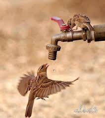 Google Birds Pet Birds Animals